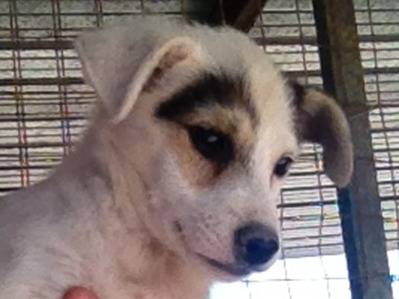 Adotta un cane, taglia piccola, femmina, Roma