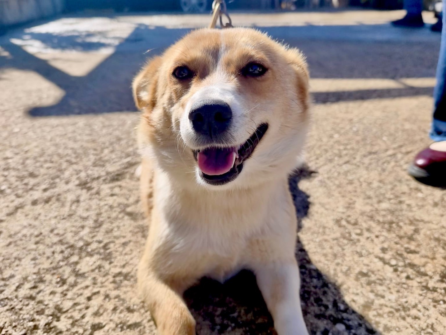 Adozione cane, femmina, Razza sconosciuta Razza sconosciuta, 2 anni, taglia media contenuta, Frosinone
