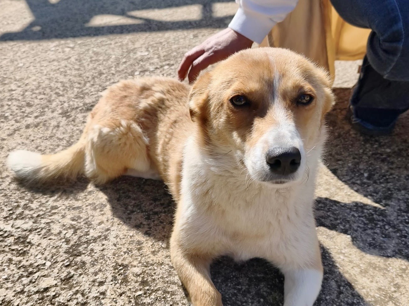 Adotta un cane, femmina, 2 anni, Frosinone