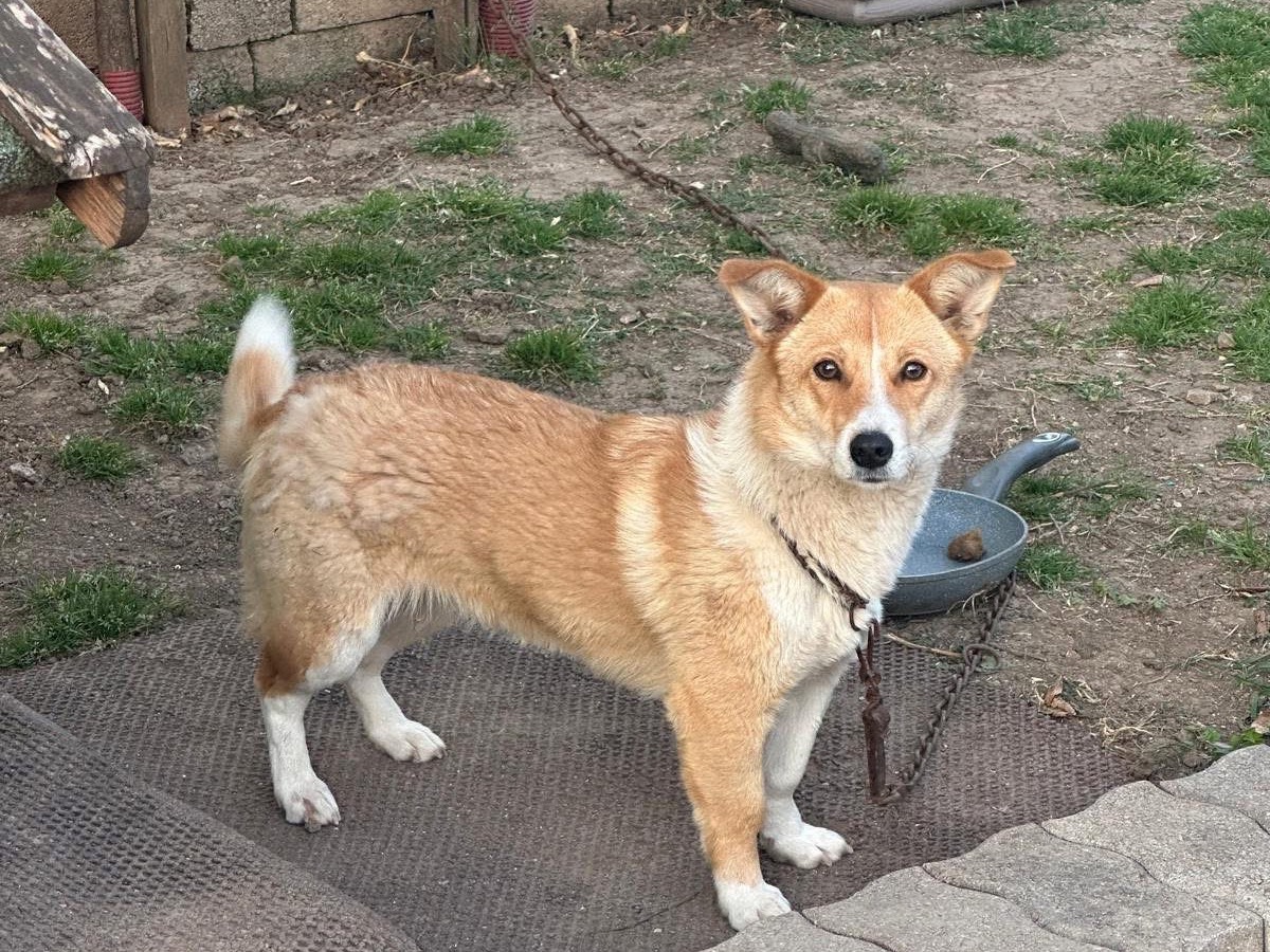 Adotta un cane, taglia media contenuta, femmina, Frosinone