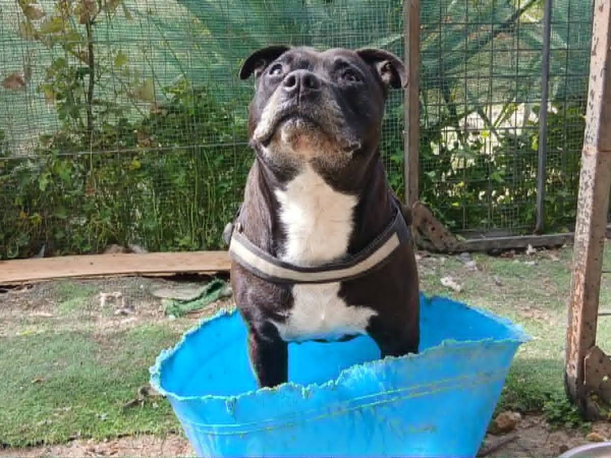 Adozione cane, maschio, American Staffordshire Terrier Razza sconosciuta, 3 anni e 5 mesi, taglia grande, Catania