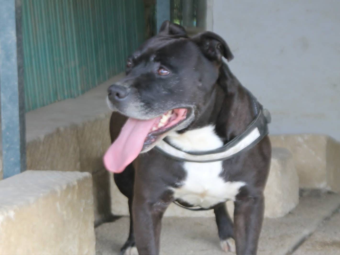 Adotta un cane, maschio, 3 anni e 5 mesi, Catania