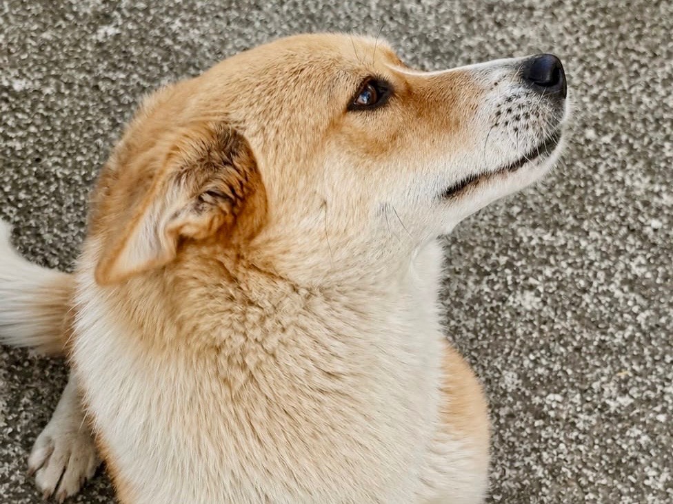 Vuoi adottare un cane a Frosinone?