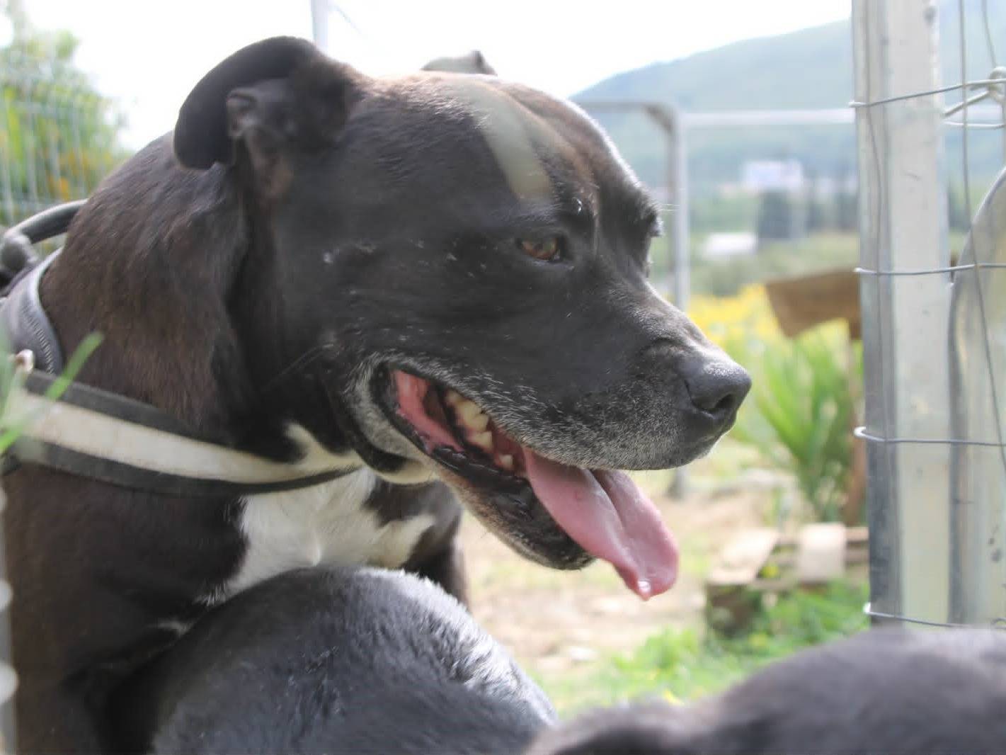 Adotta un cane, taglia grande, maschio, Catania