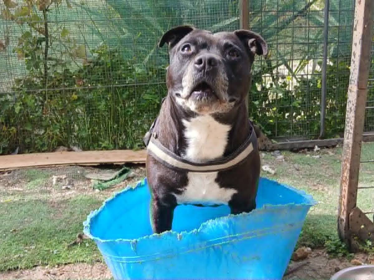 Vuoi adottare un cane a Catania?