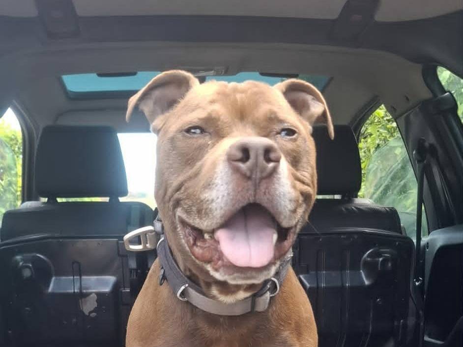 Adozione cane, maschio, Pitbull Razza sconosciuta, 7 anni e 6 mesi, taglia grande, Catania