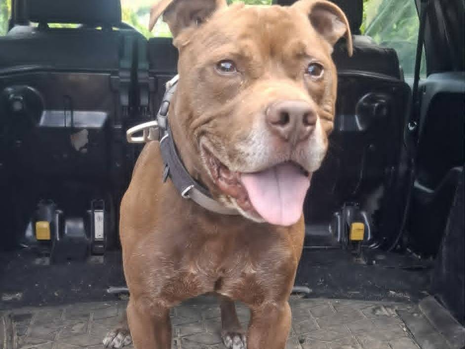 Adotta un cane, maschio, 7 anni e 6 mesi, Catania