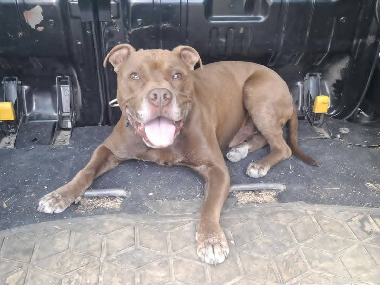Adotta un cane, taglia grande, maschio, Catania