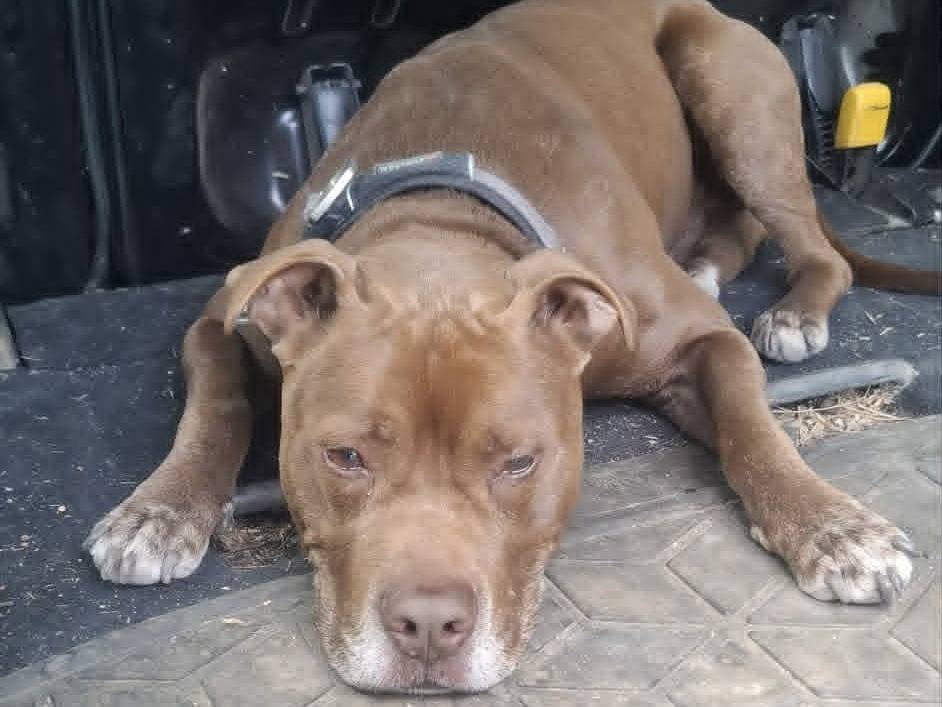 Vuoi adottare un cane a Catania?