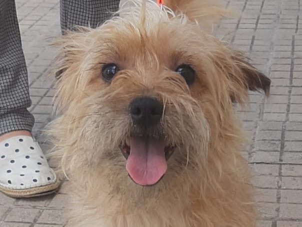 Adozione cane, femmina, Yorkshire Terrier Razza sconosciuta, 9 mesi, taglia piccola, Trapani