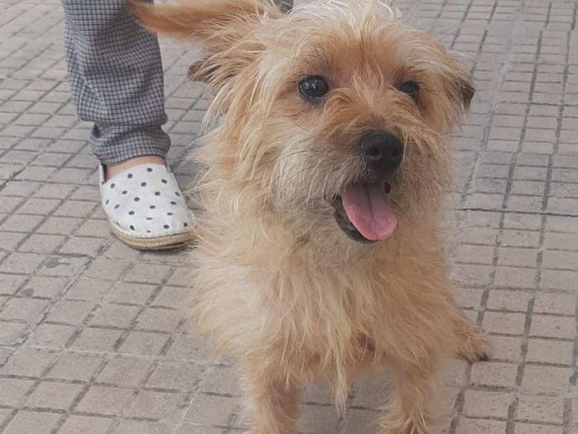 Adotta un cane, femmina, 9 mesi, Trapani