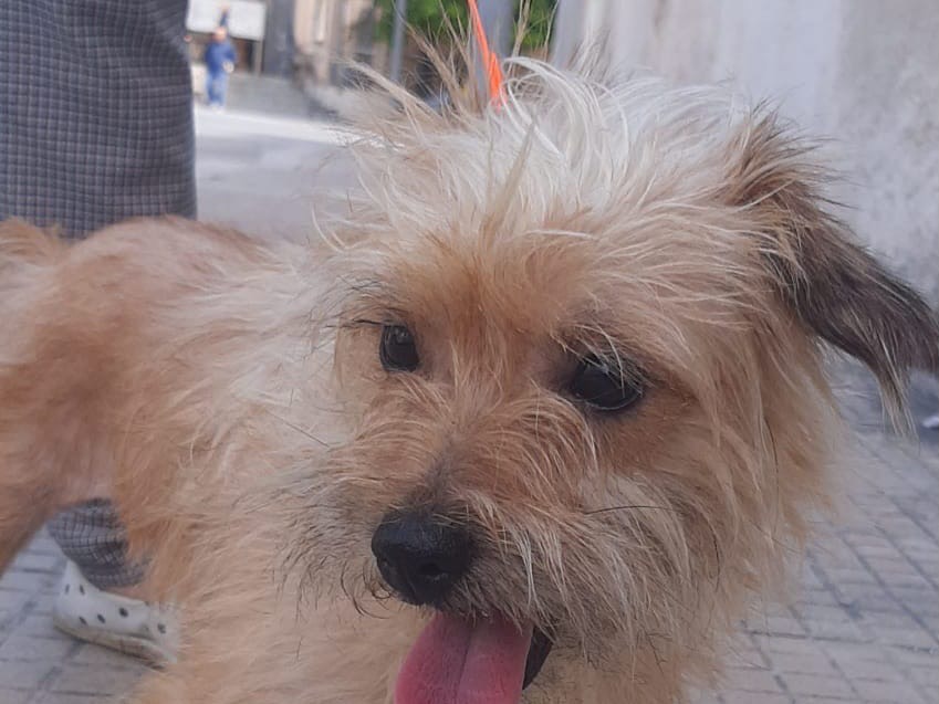 Adotta un cane, taglia piccola, femmina, Trapani