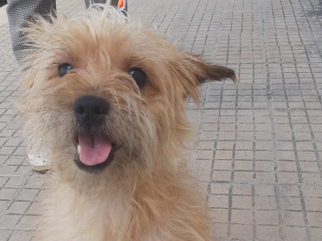 Vuoi adottare un cane a Trapani?