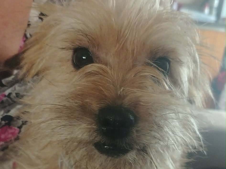 Adotta il cane AMELIE a Trapani