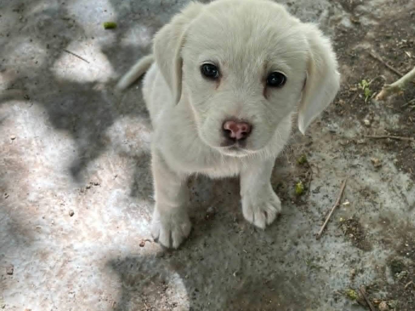 Adozione cane, maschio, Razza sconosciuta Razza sconosciuta, 3 mesi, taglia media, Catania