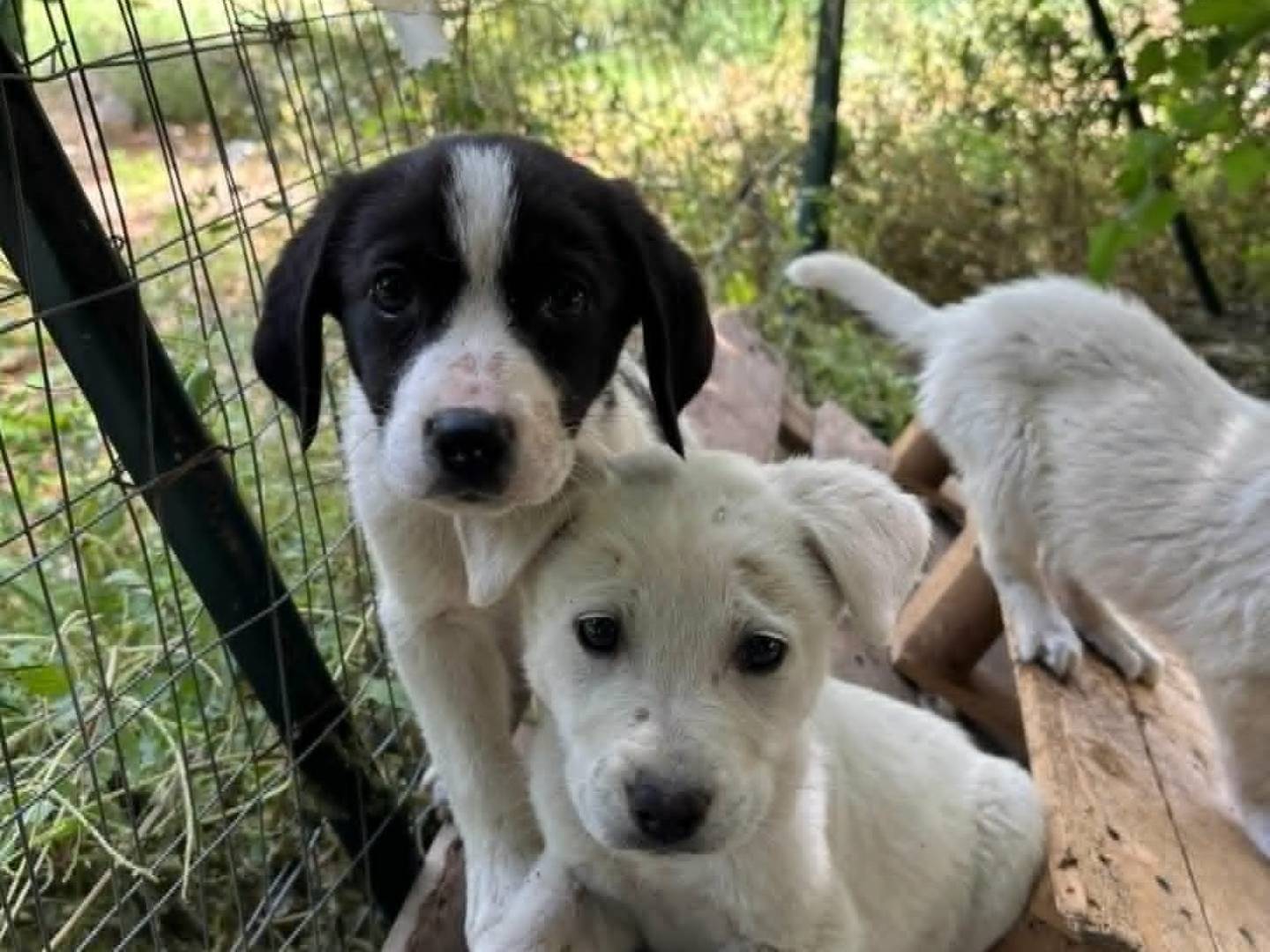 Adotta un cane, maschio, 3 mesi, Catania
