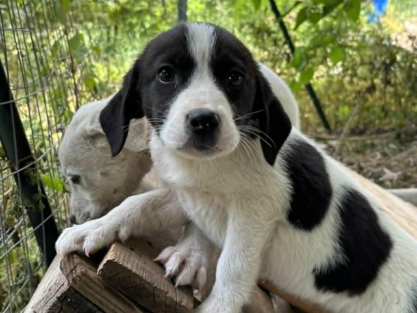 Adotta un cane, taglia media, maschio, Catania