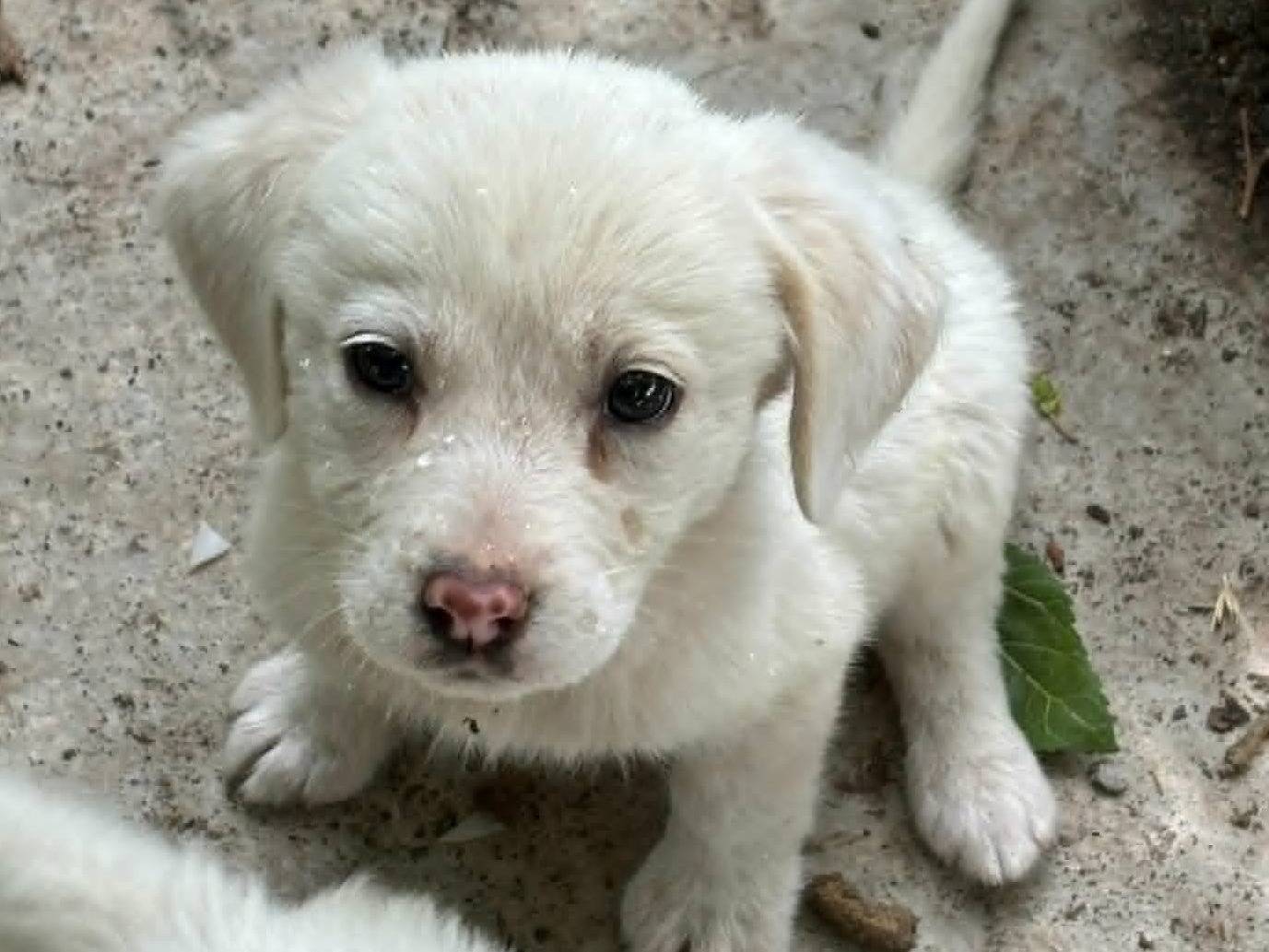 Vuoi adottare un cane a Catania?