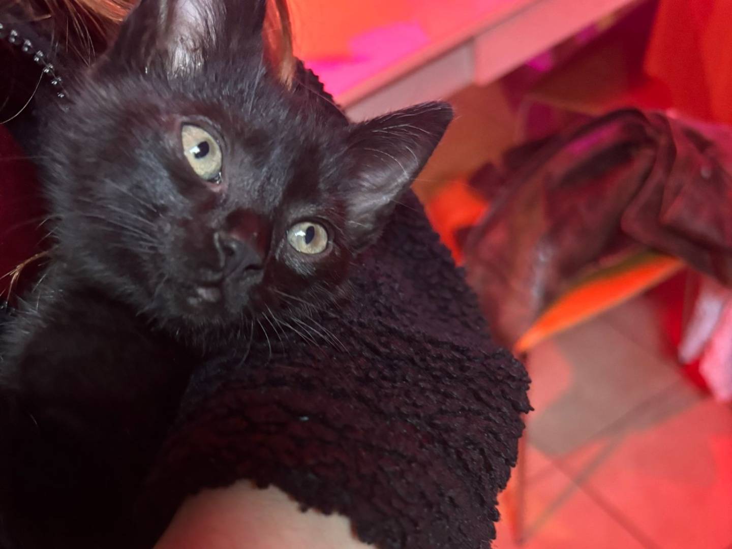 Adozione gatto, femmina, Razza sconosciuta Razza sconosciuta, 3 mesi, taglia non valida, Torino