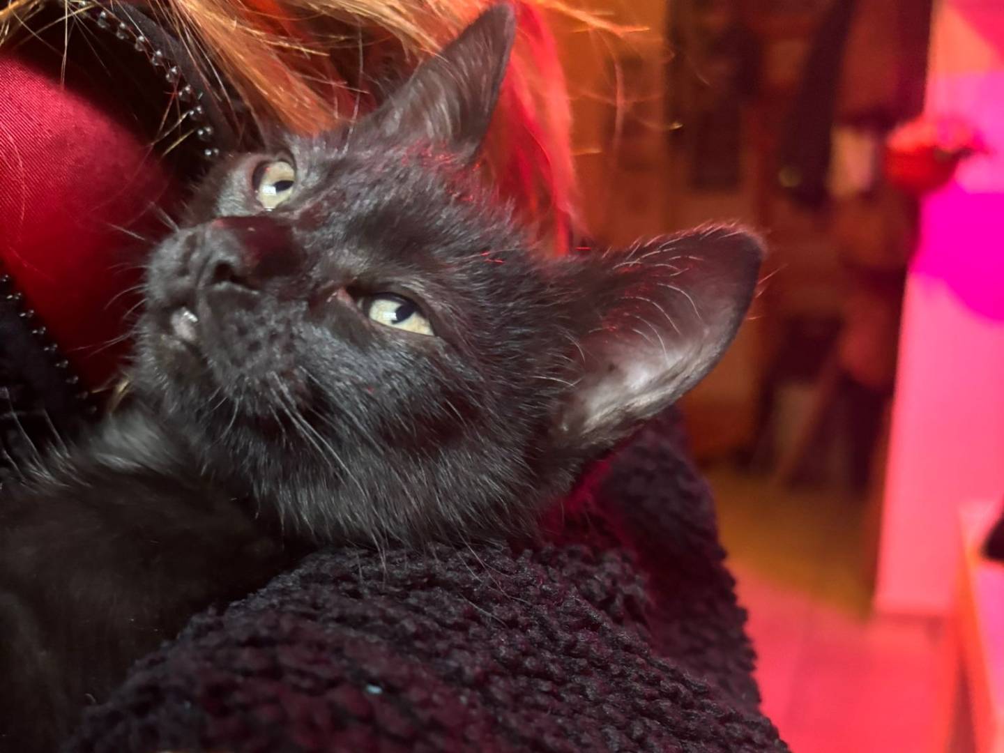 Adotta un gatto, femmina, 3 mesi, Torino