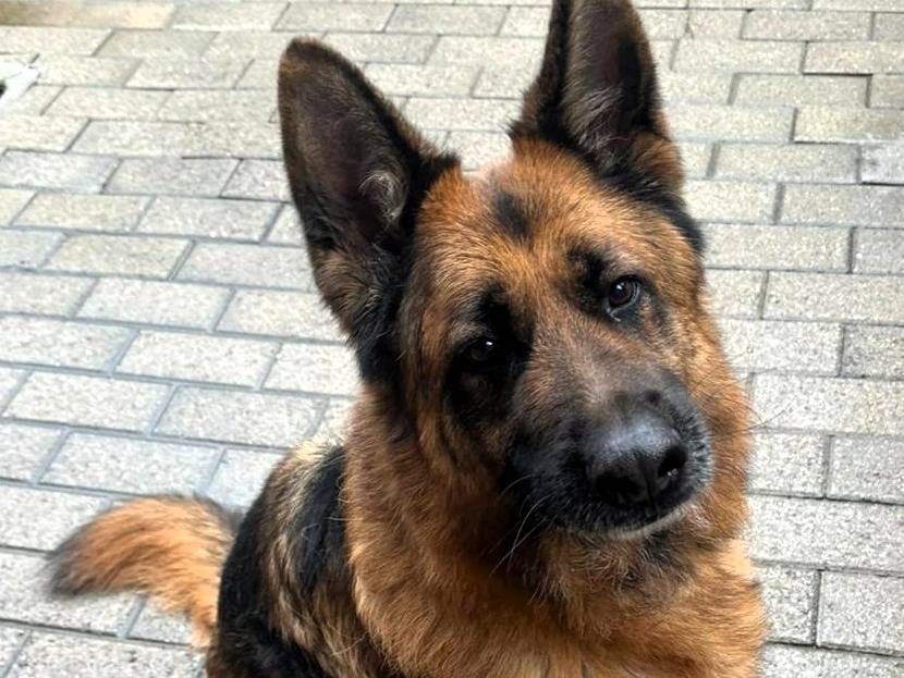 Adozione cane, maschio, Razza sconosciuta Razza sconosciuta, 9 anni e 3 mesi, taglia grande, Milano