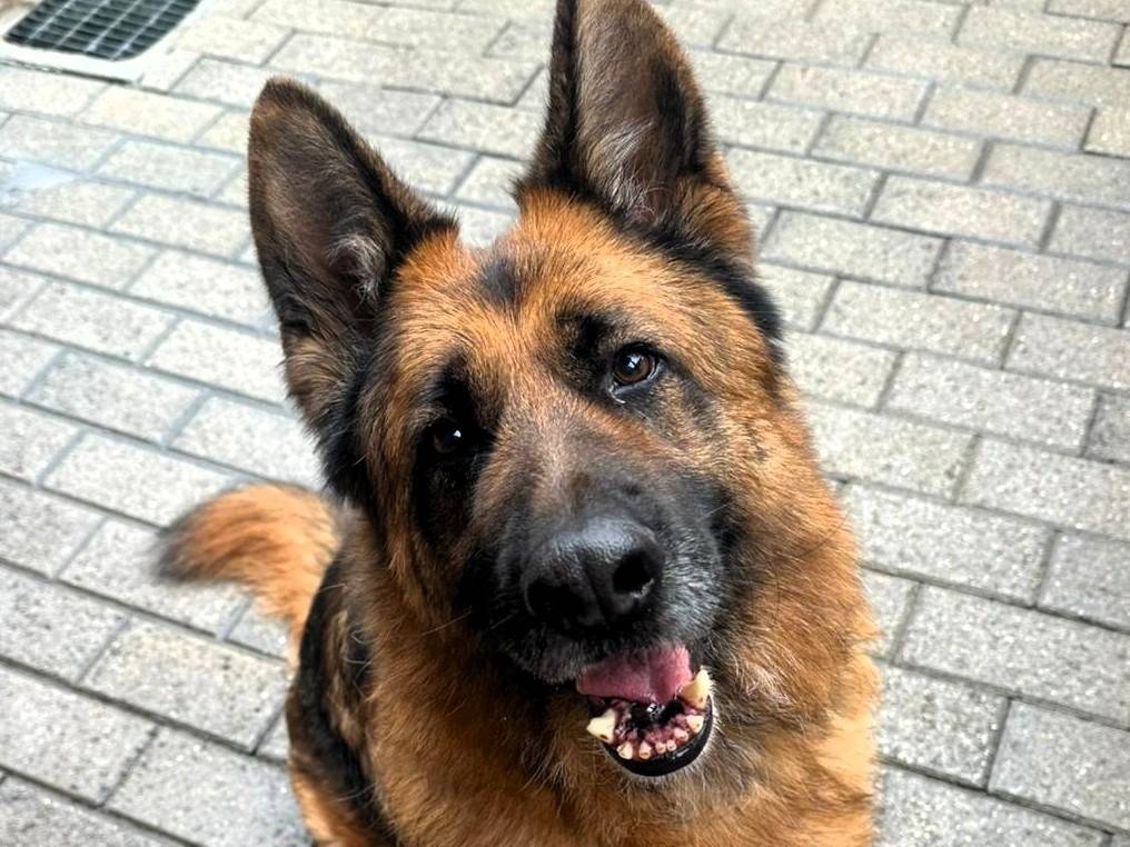 Adotta un cane, maschio, 9 anni e 3 mesi, Milano