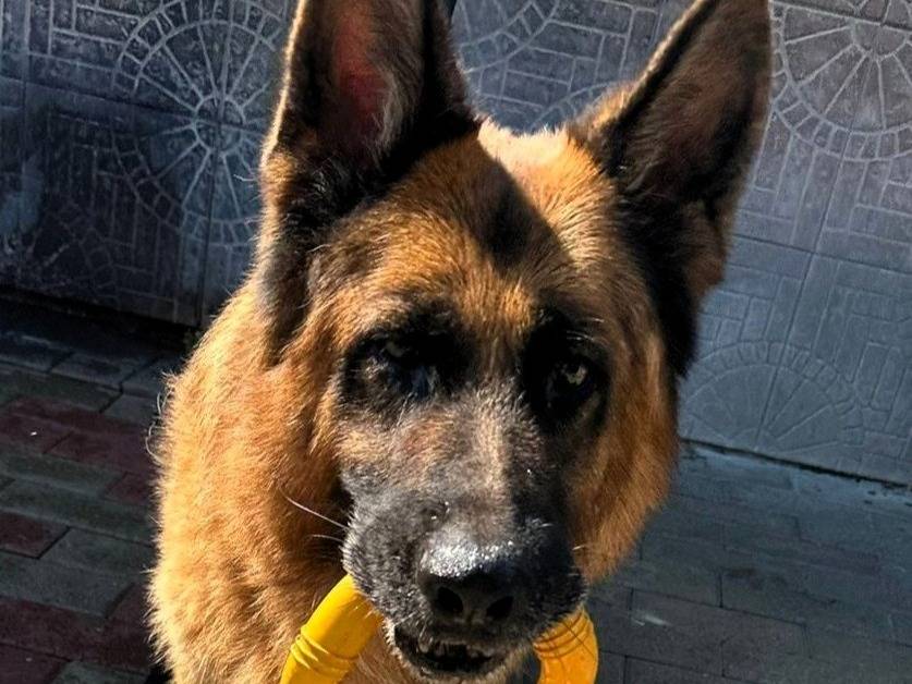 Adotta un cane, taglia grande, maschio, Milano