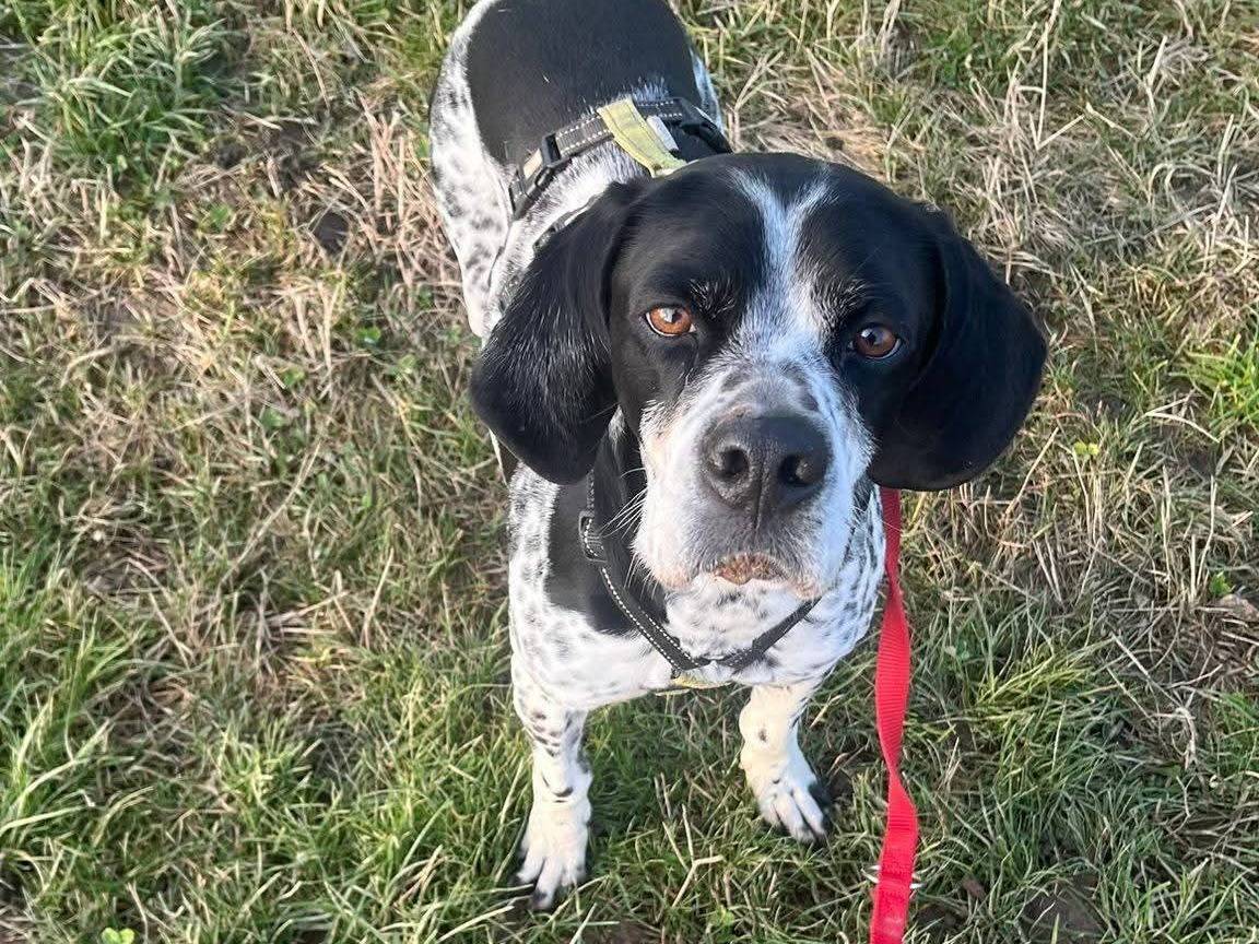 Adozione cane, maschio, Pointer Razza sconosciuta, 7 anni, taglia media, Milano