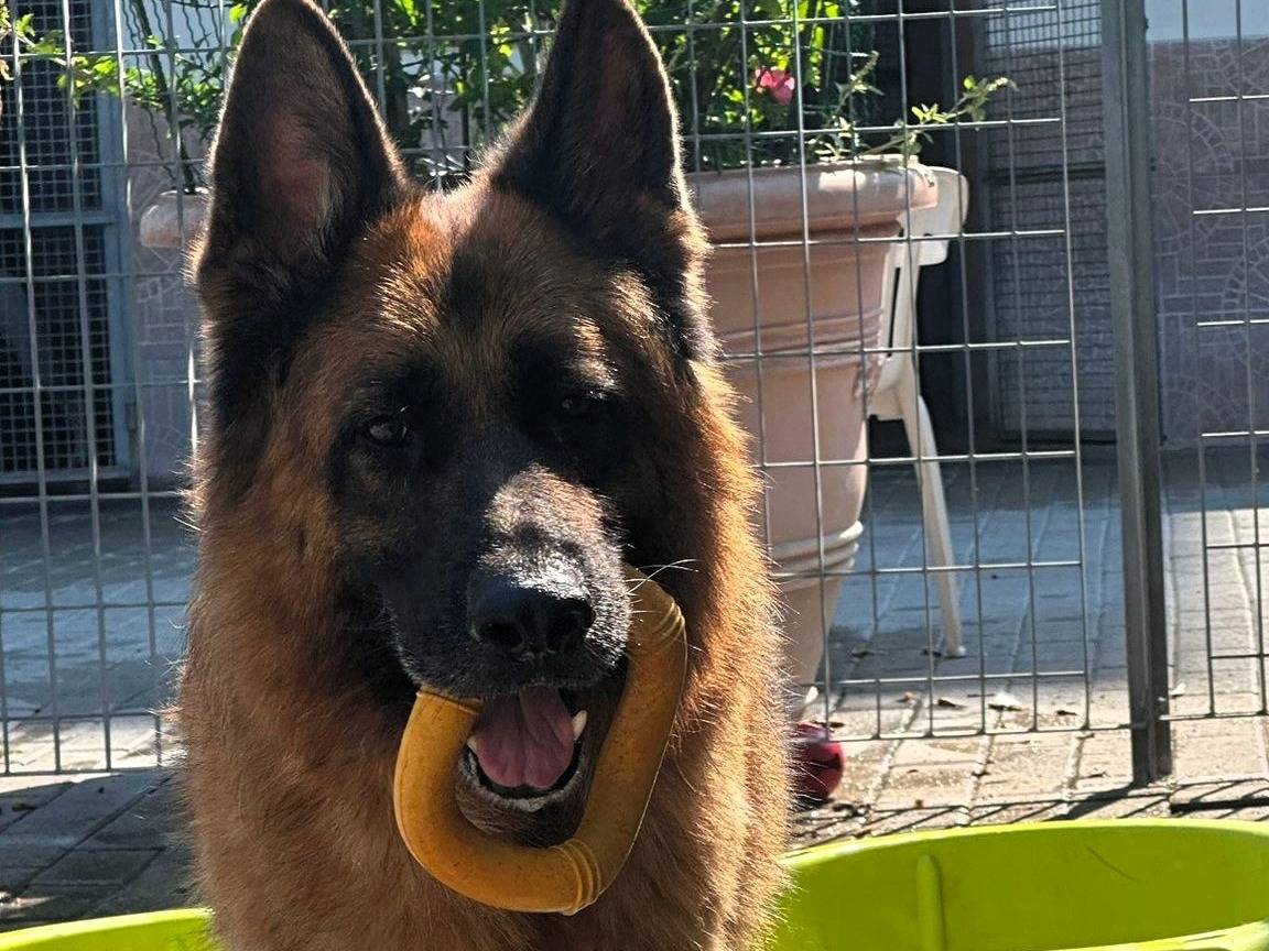 Vuoi adottare un cane a Milano?