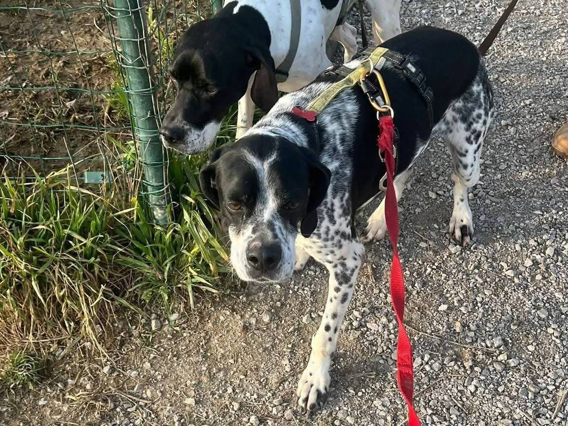 Adotta un cane, maschio, 7 anni, Milano