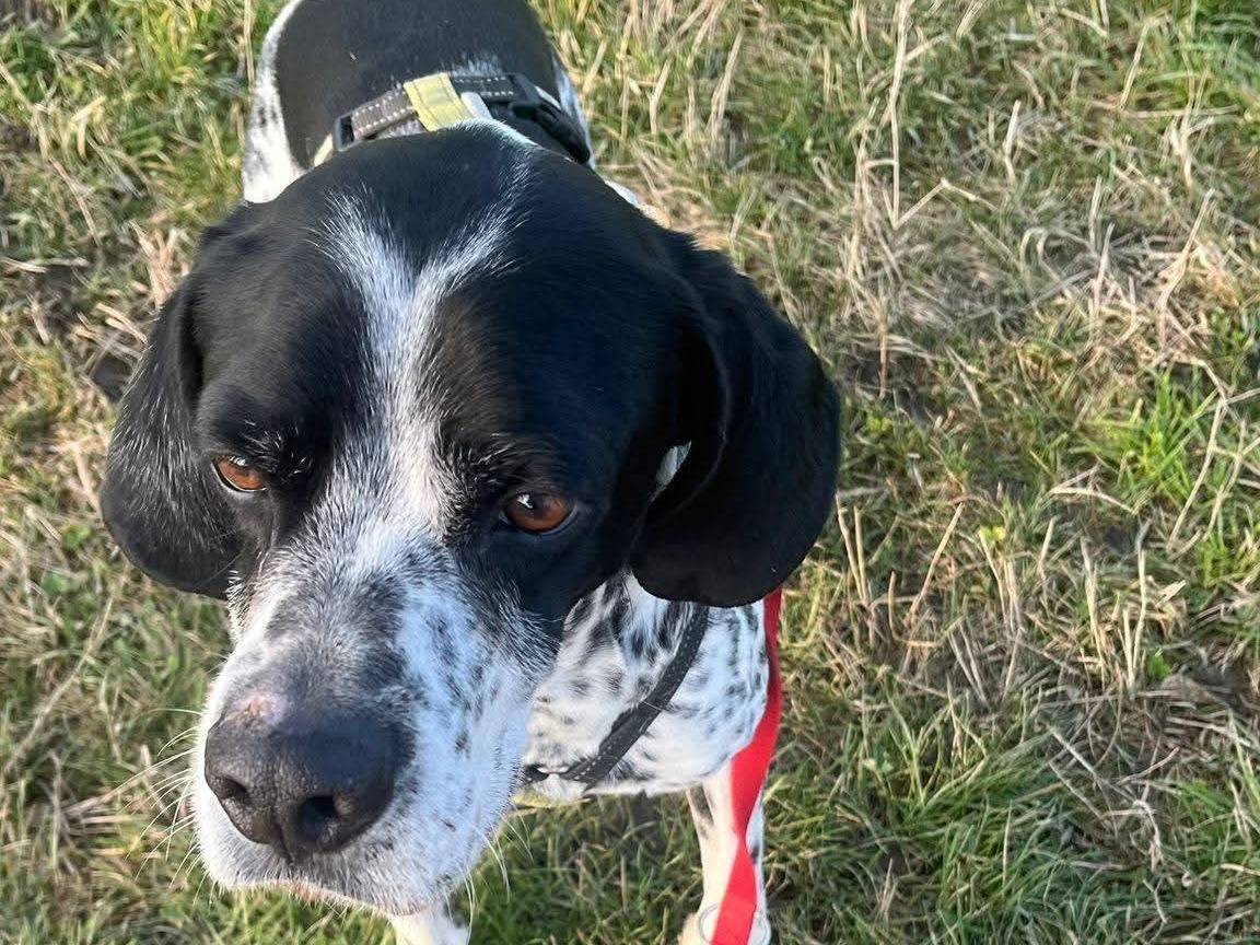 Adotta un cane, taglia media, maschio, Milano