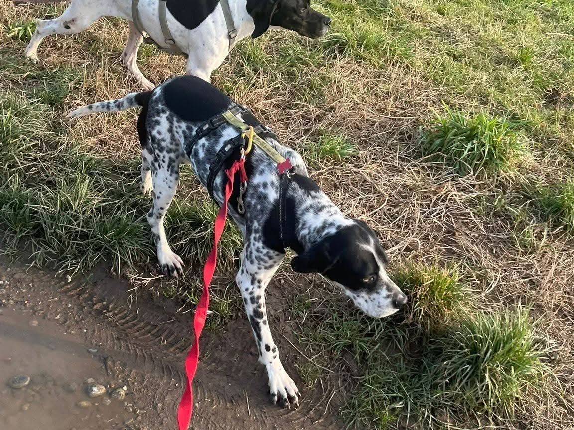 Vuoi adottare un cane a Milano?