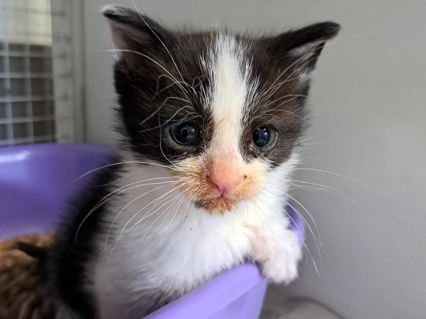 Adozione gatto, femmina, Razza sconosciuta Razza sconosciuta, Età non disponibile, taglia non valida, Milano