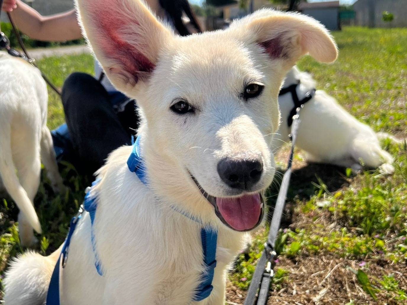 Adozione cane, maschio, Razza sconosciuta Razza sconosciuta, 3 mesi, taglia media, Milano