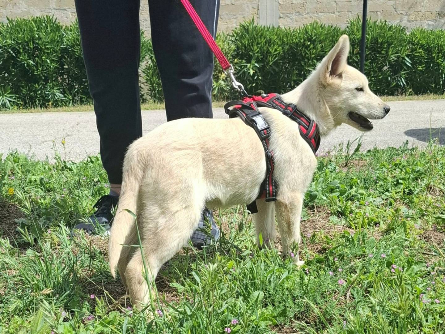 Adotta un cane, maschio, 3 mesi, Milano