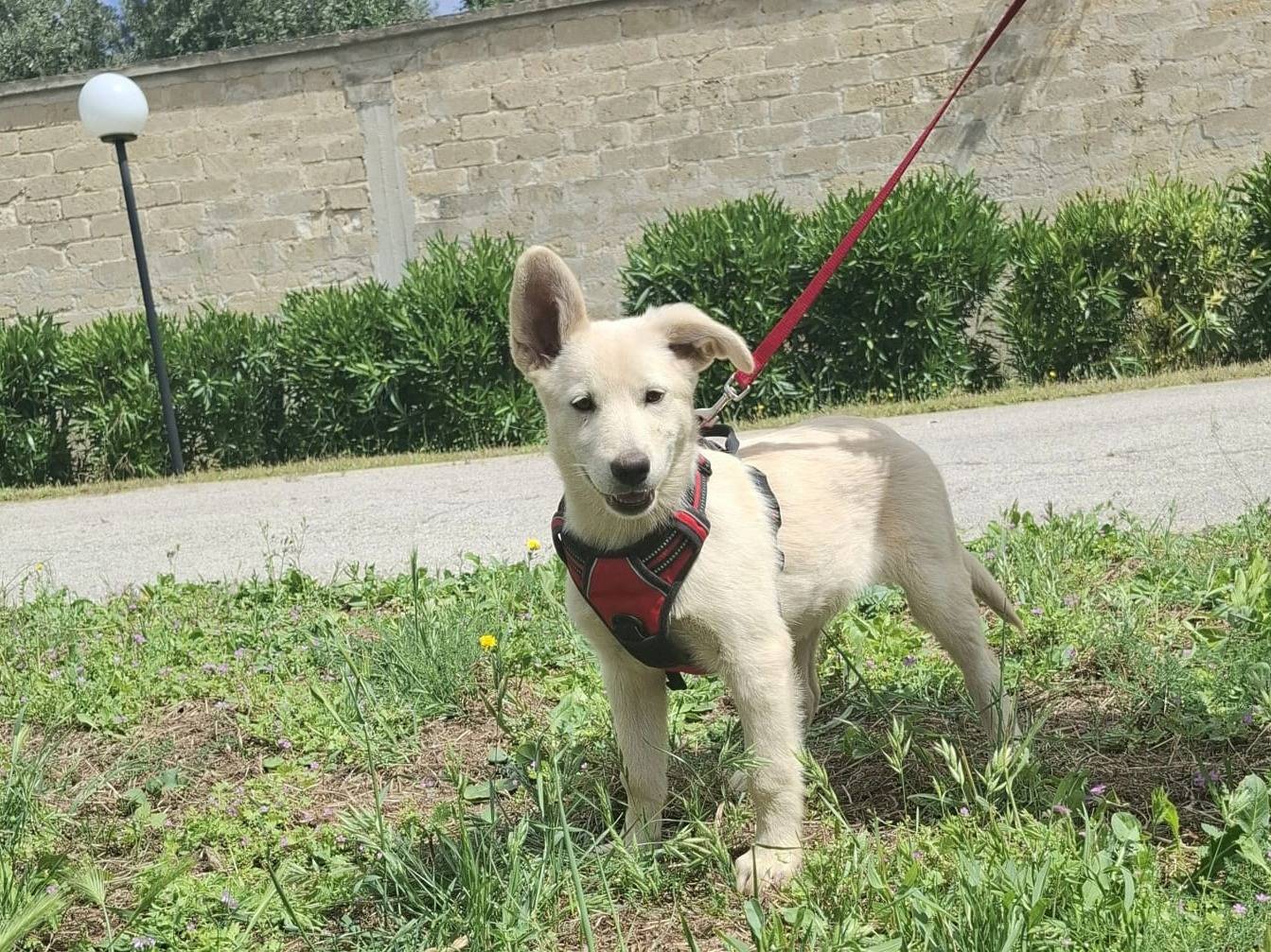 Adotta un cane, taglia media, maschio, Milano