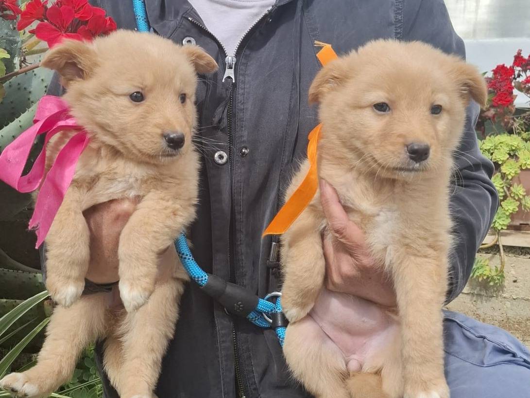 Adotta un cane, taglia media contenuta, femmina, Cremona