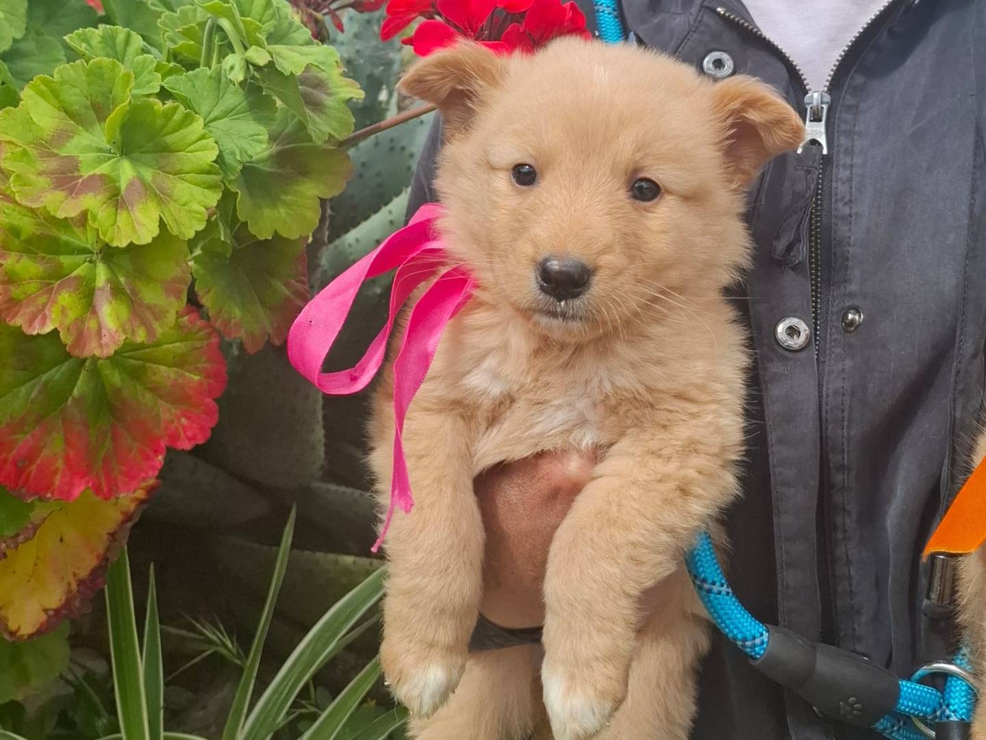 Adozione cane, femmina, Razza sconosciuta Razza sconosciuta, 2 mesi, taglia media contenuta, Cremona