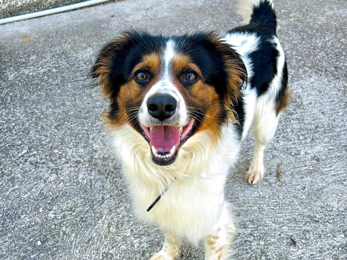 Adozione cane, maschio, Border Collie Razza sconosciuta, 2 anni, taglia media contenuta, Frosinone