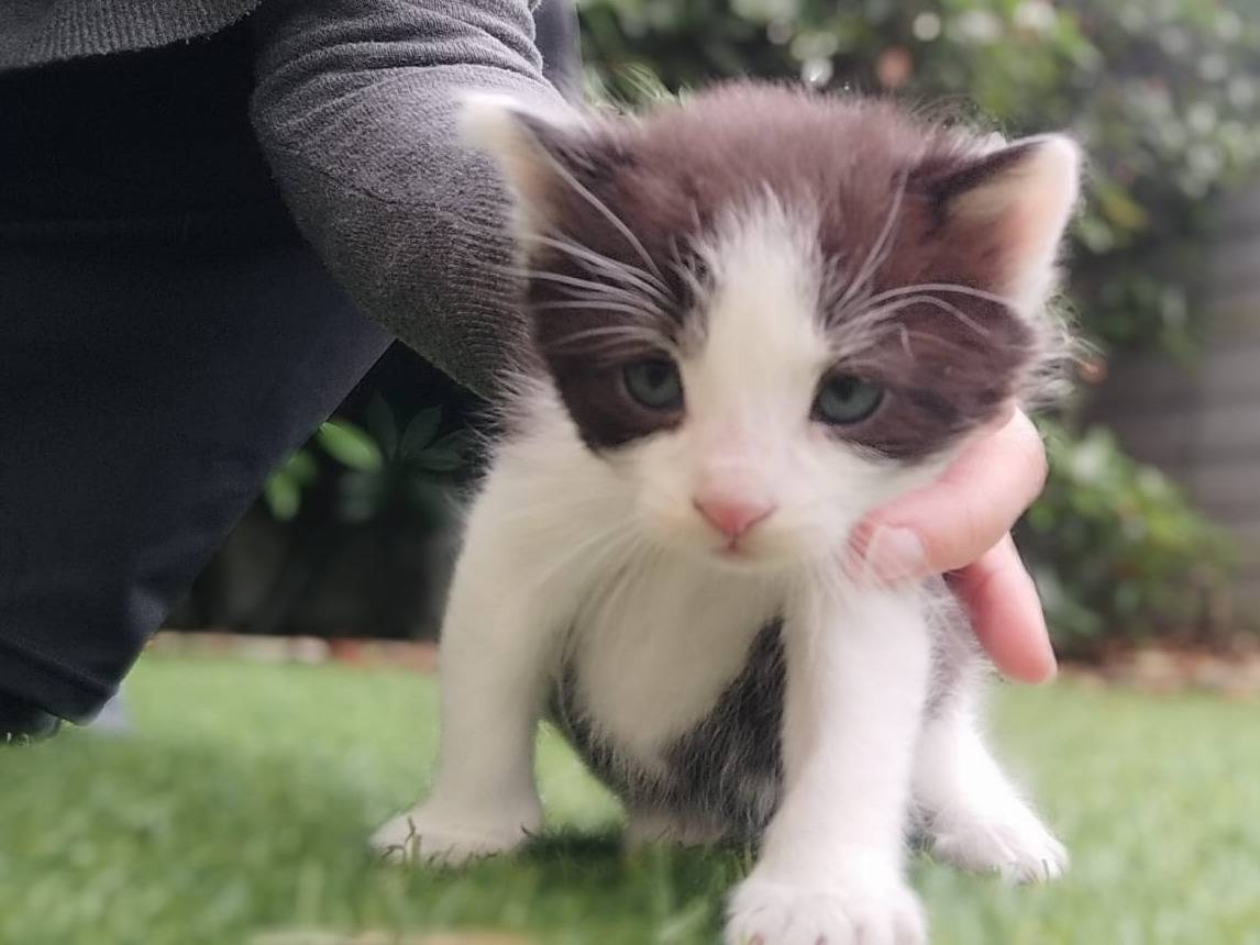Adozione gatto, maschio, Razza sconosciuta Razza sconosciuta, 1 mesi, taglia non valida, Vicenza