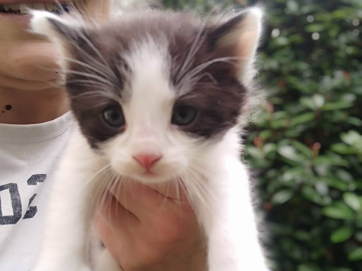 Adotta un gatto, maschio, 1 mesi, Vicenza