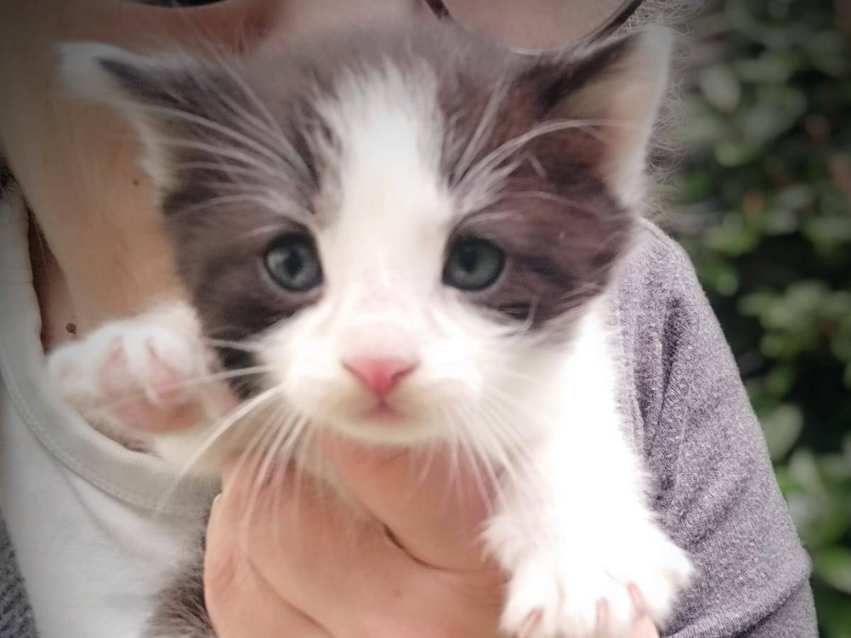 Adotta un gatto, taglia non valida, maschio, Vicenza