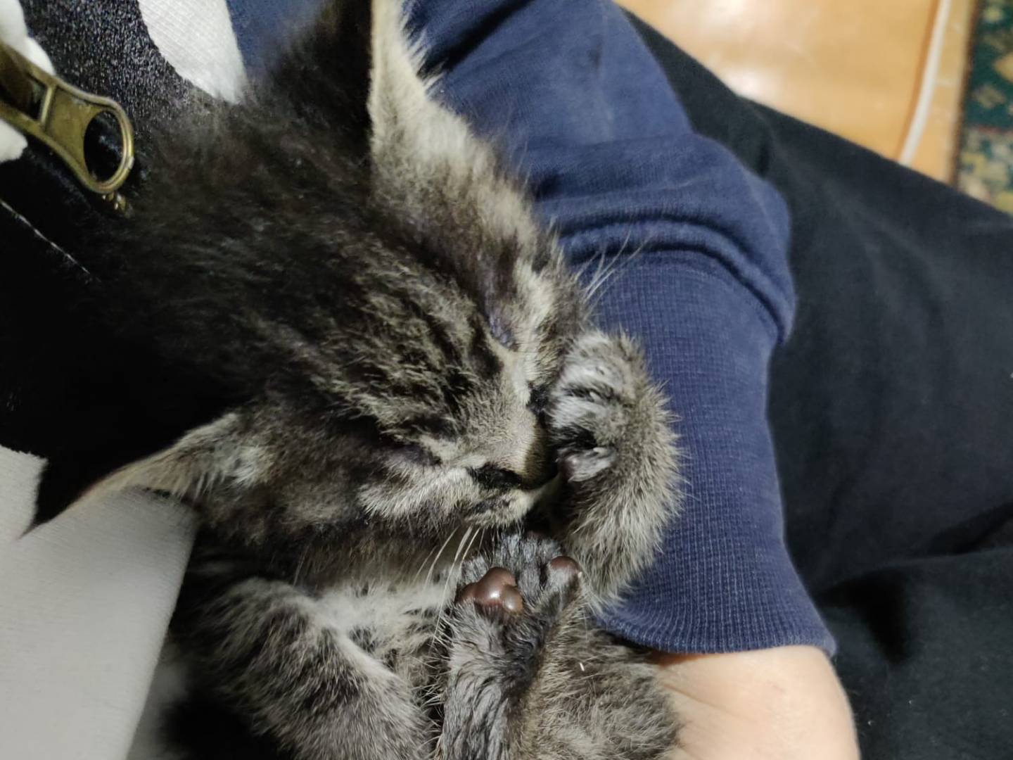 Vuoi adottare un gatto a Vicenza?