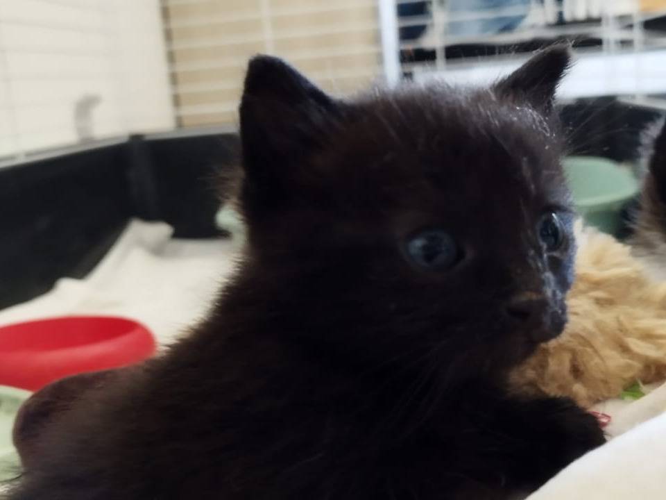 Adotta un gatto, maschio, 1 mesi, Vicenza