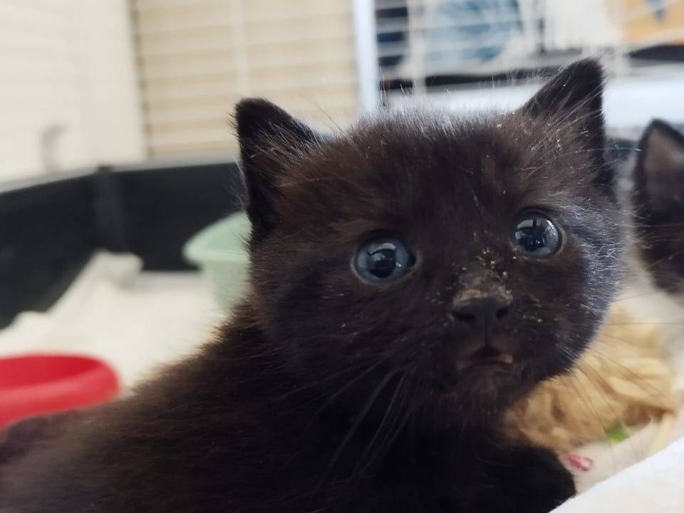 Adozione gatto, maschio, Razza sconosciuta Razza sconosciuta, 1 mesi, taglia non valida, Vicenza