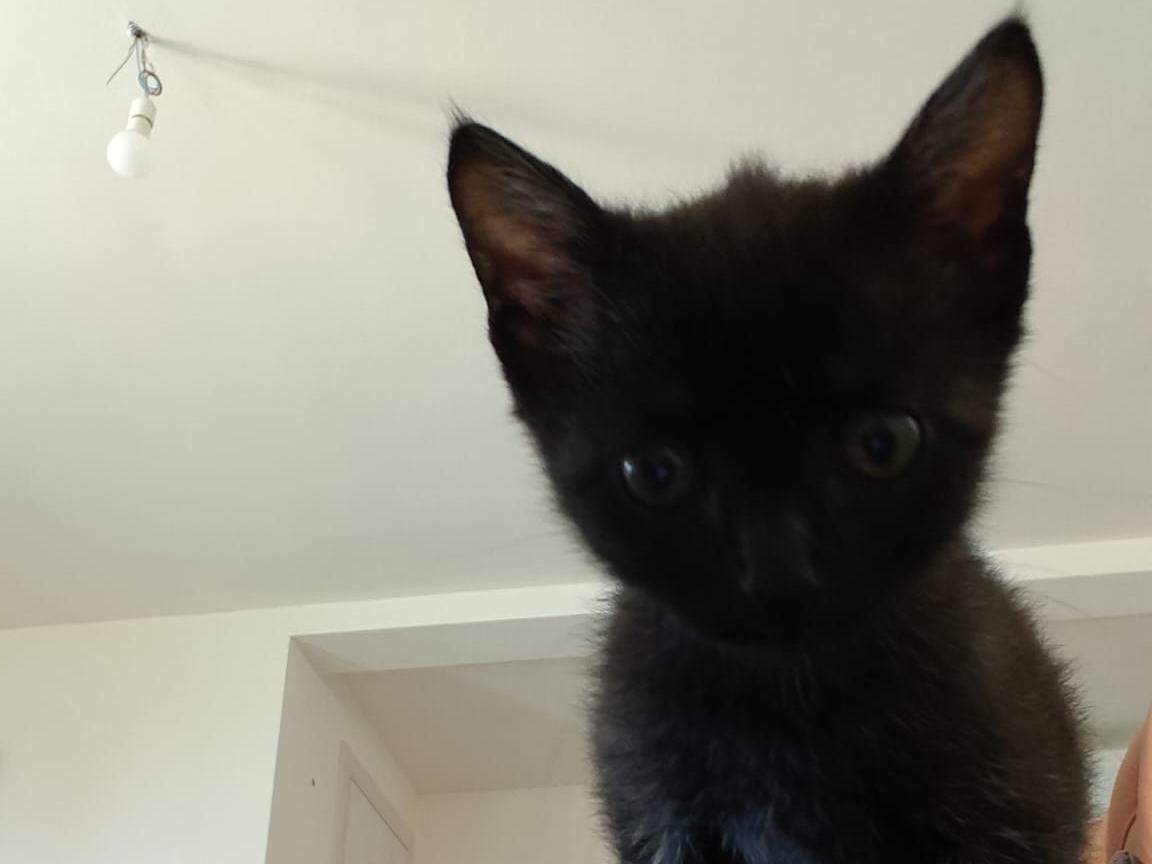 Adotta un gatto, taglia non valida, maschio, Vicenza