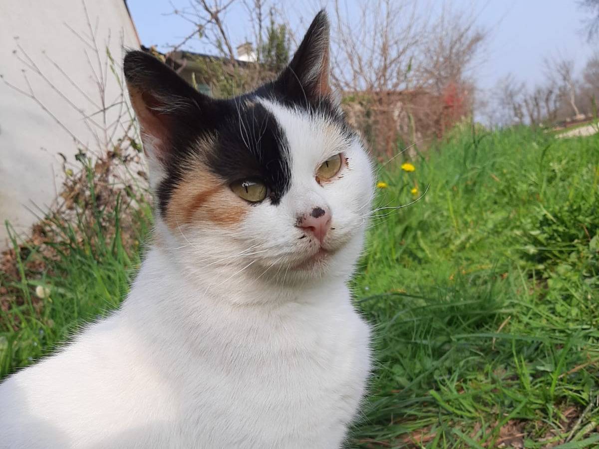 Adozione gatto, femmina, Razza sconosciuta Razza sconosciuta, 1 anno, taglia non valida, Vicenza