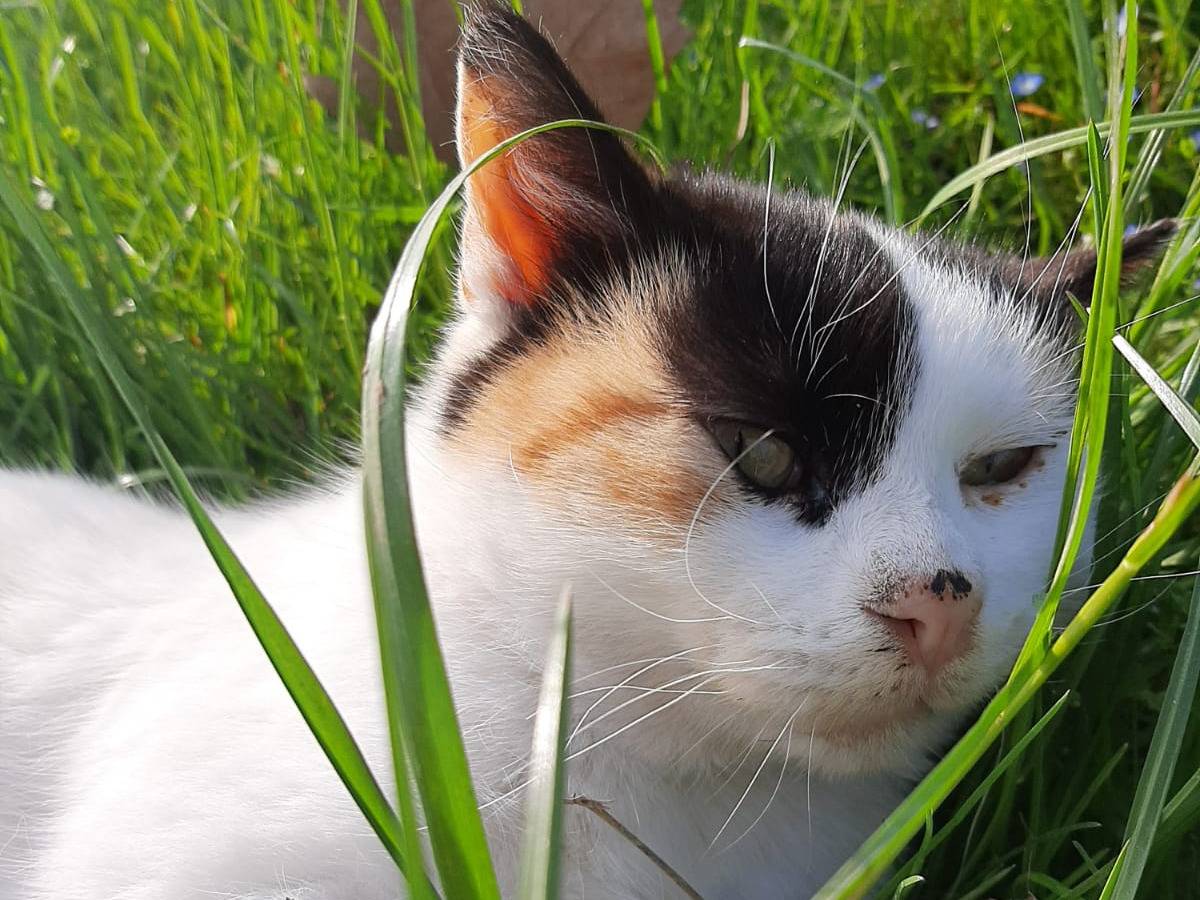Adotta un gatto, femmina, 1 anno, Vicenza