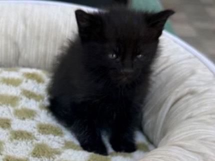 Adozione gatto, maschio, Razza sconosciuta Razza sconosciuta, 2 mesi, taglia non valida, Bari