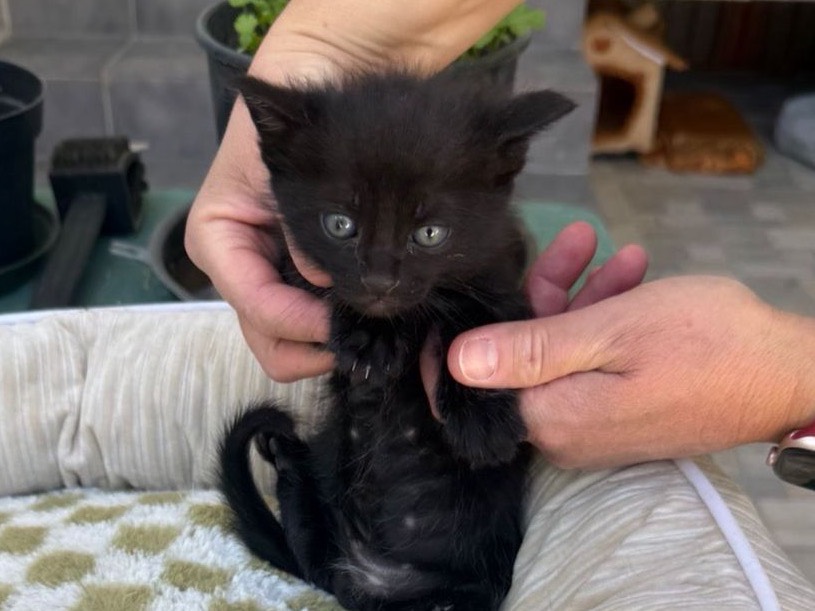 Adotta un gatto, maschio, 2 mesi, Bari